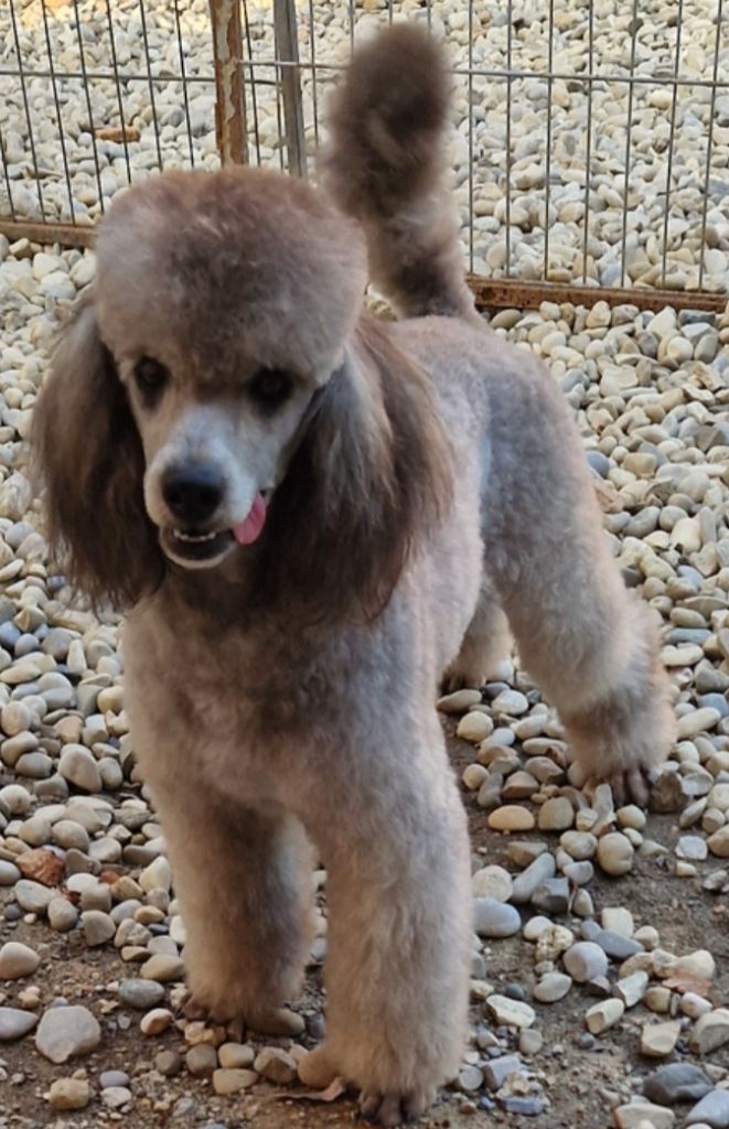 Ultra du Moulin de la Terrasse