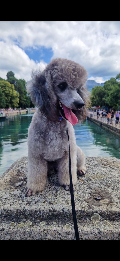 Ultra du Moulin de la Terrasse