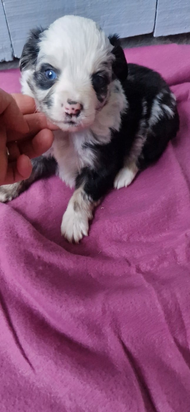 Berger Américain Miniature  - des terres de Maroussia