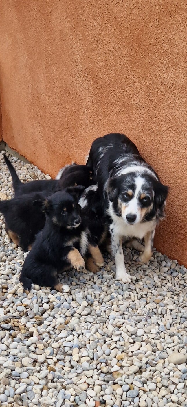 Berger Américain Miniature  - des terres de Maroussia