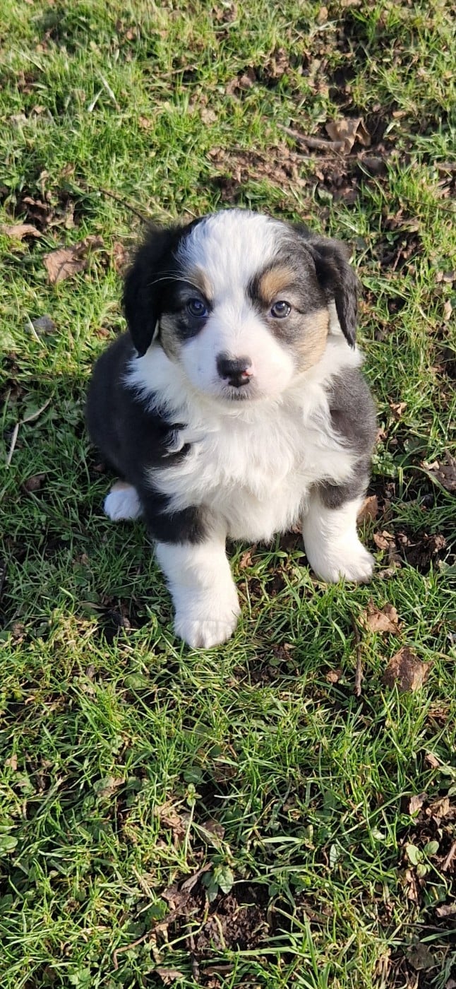 Berger Américain Miniature  - des terres de Maroussia