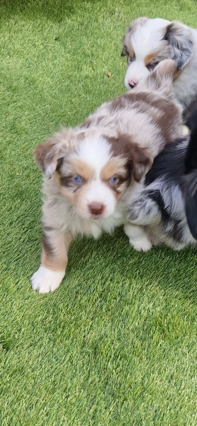 A' myrtille laura et kevin