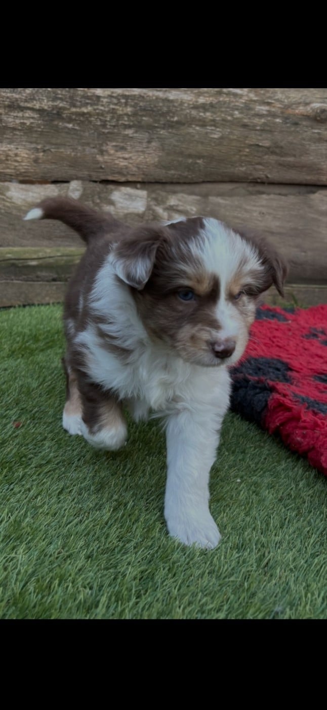 Berger Américain Miniature  - des terres de Maroussia