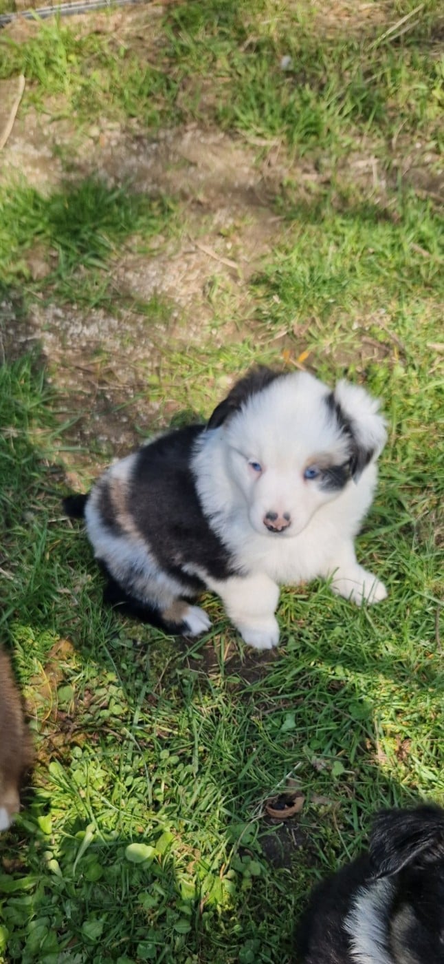 Berger Américain Miniature  - des terres de Maroussia