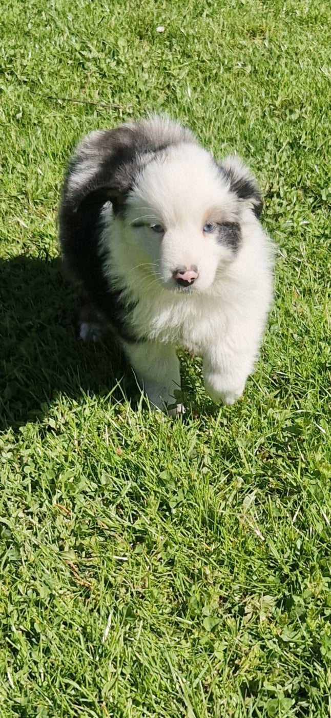 Berger Américain Miniature  - des terres de Maroussia