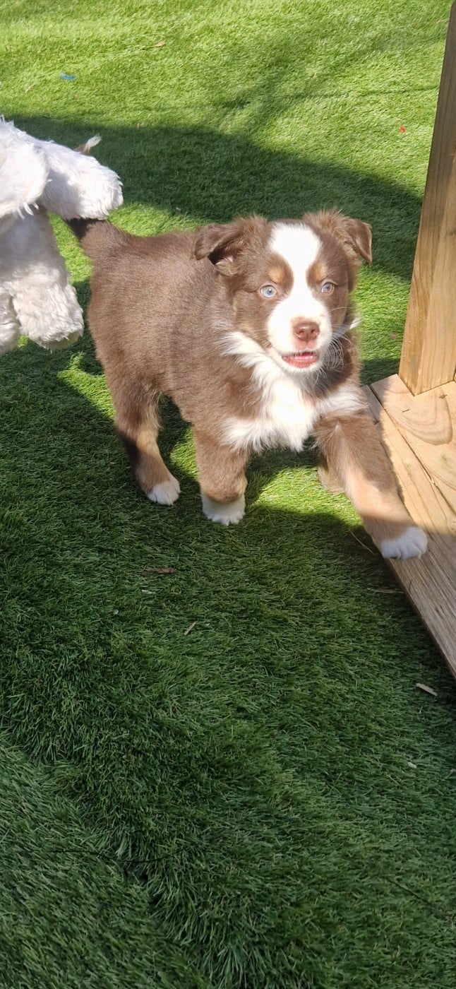 Berger Américain Miniature  - des terres de Maroussia