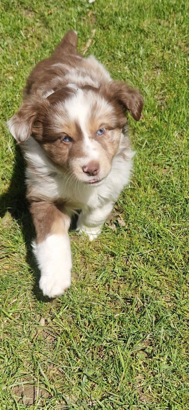 Berger Américain Miniature  - des terres de Maroussia