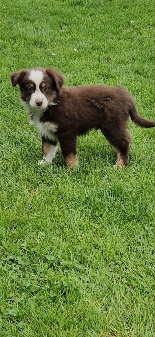 Berger Américain Miniature  - des terres de Maroussia