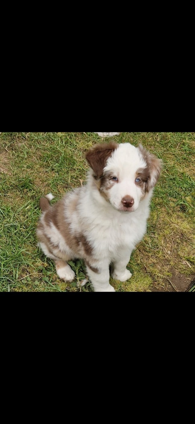 Berger Américain Miniature  - des terres de Maroussia