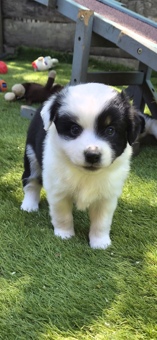 Chiot N°4