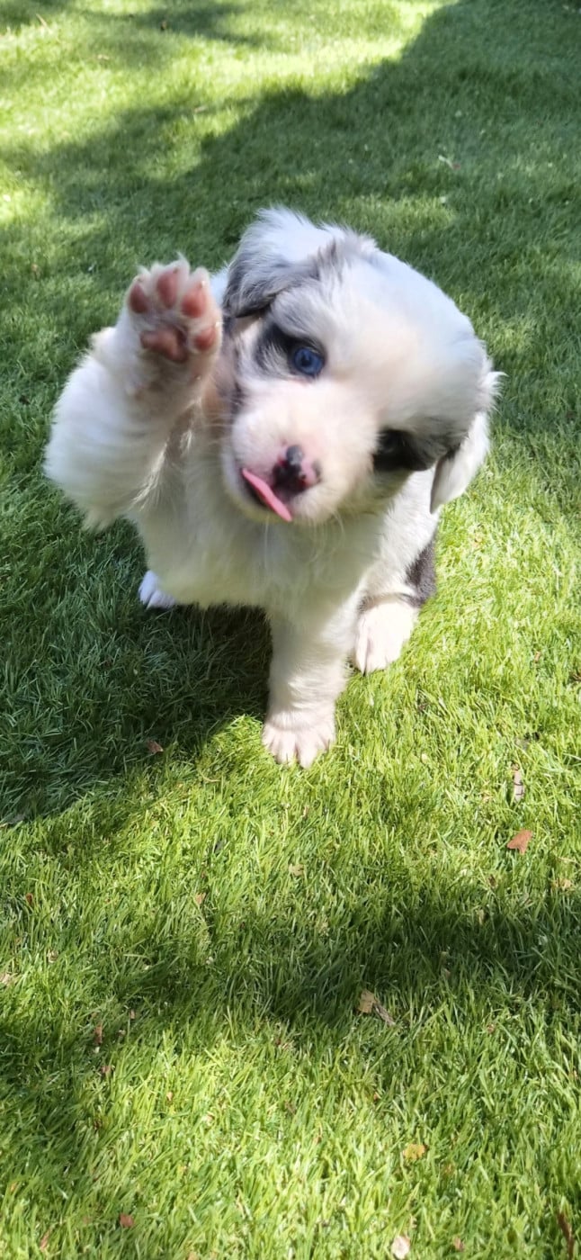 Chiot N°5