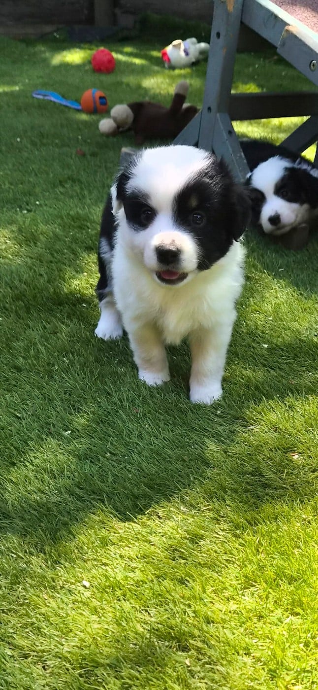 Chiot N°4