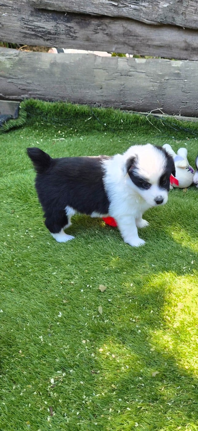 Chiot N°4