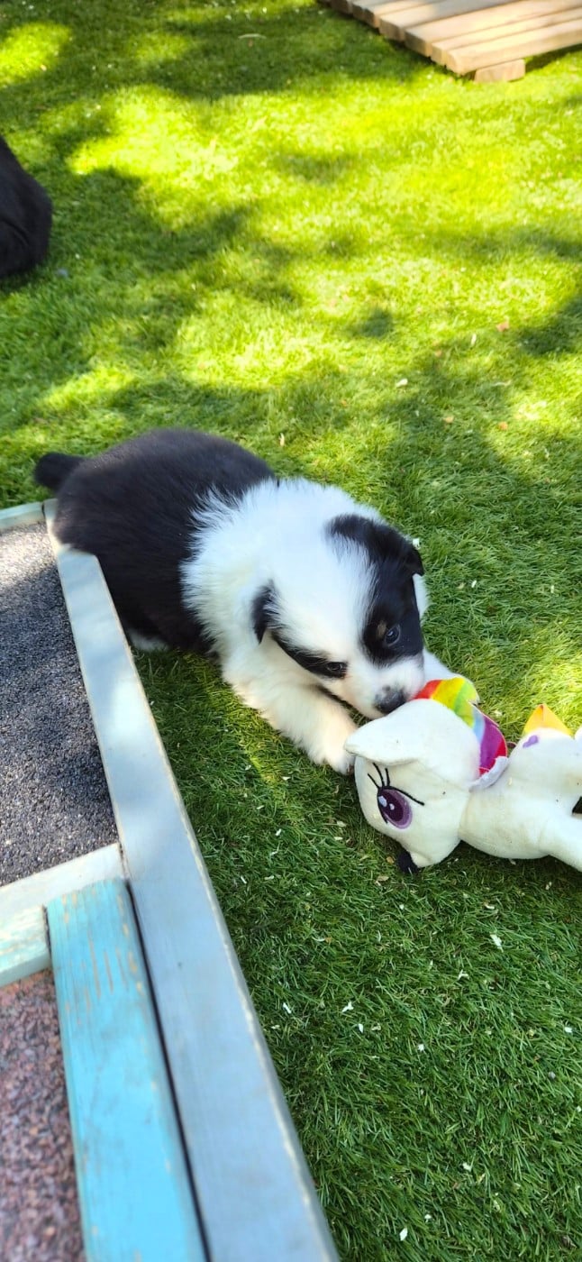 Chiot N°4