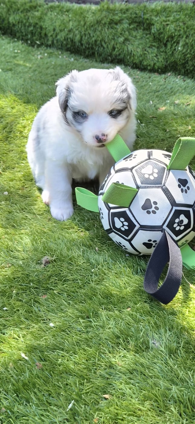 Chiot N°5
