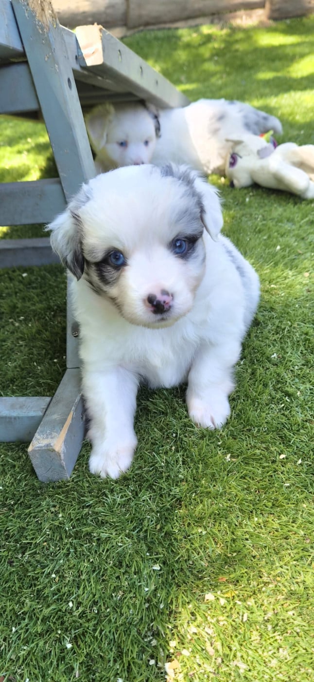 Chiot N°5