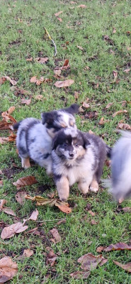 Les chiots de Berger Américain Miniature 