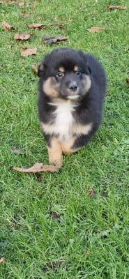 Les chiots de Berger Américain Miniature 