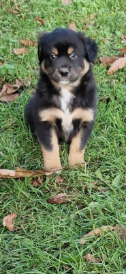 Les chiots de Berger Américain Miniature 