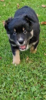 Les chiots de Berger Américain Miniature 