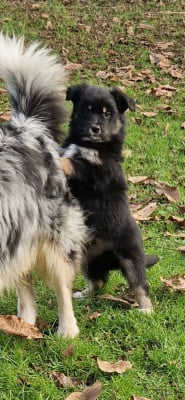 Les chiots de Berger Américain Miniature 