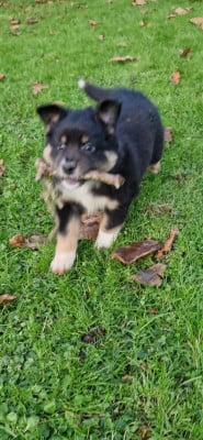 Les chiots de Berger Américain Miniature 