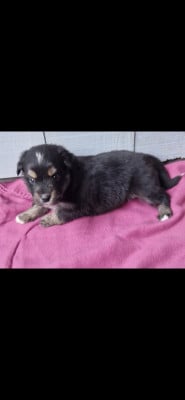 Les chiots de Berger Américain Miniature