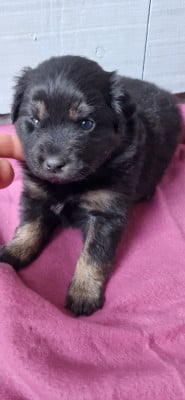 Les chiots de Berger Américain Miniature