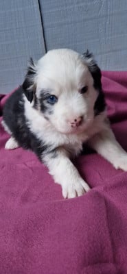 Les chiots de Berger Américain Miniature