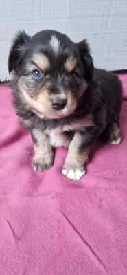 Les chiots de Berger Américain Miniature