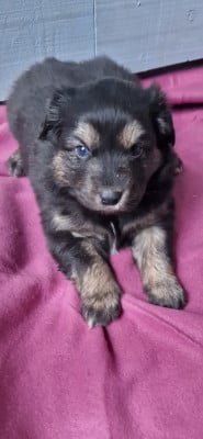 Les chiots de Berger Américain Miniature