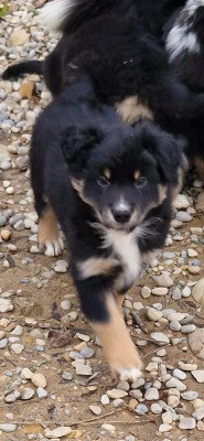 Les chiots de Berger Américain Miniature
