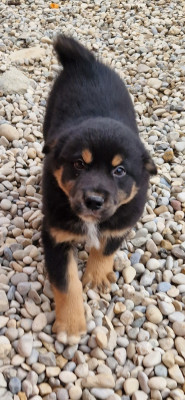 Les chiots de Berger Américain Miniature