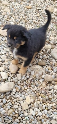 Les chiots de Berger Américain Miniature