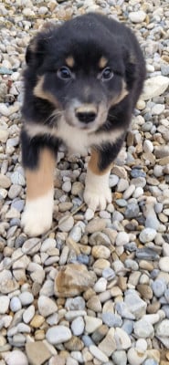 Les chiots de Berger Américain Miniature
