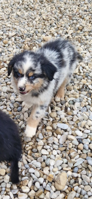 Les chiots de Berger Américain Miniature