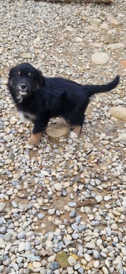 Les chiots de Berger Américain Miniature