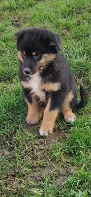 Les chiots de Berger Américain Miniature