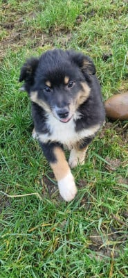 Les chiots de Berger Américain Miniature