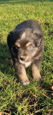 Les chiots de Berger Américain Miniature
