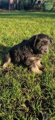 Les chiots de Berger Américain Miniature