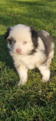 Les chiots de Berger Américain Miniature