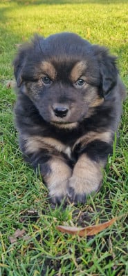 Les chiots de Berger Américain Miniature