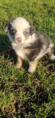 Les chiots de Berger Américain Miniature 