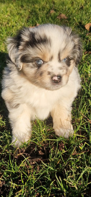 Les chiots de Berger Américain Miniature 