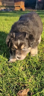Les chiots de Berger Américain Miniature 