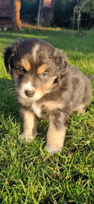 Les chiots de Berger Américain Miniature 