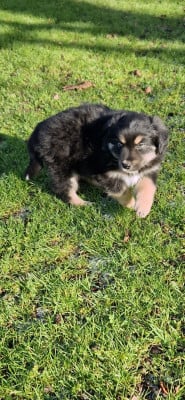 Les chiots de Berger Américain Miniature