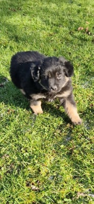 Les chiots de Berger Américain Miniature