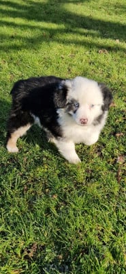 Les chiots de Berger Américain Miniature
